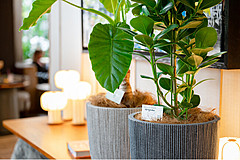 IHGホテルズ、客室内に地域の植物を設置、日本では「キンプトン新宿東京」で5月末まで
