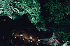 京都・貴船神社が新緑ライトアップ、ゴールデンウィークの3日間限定、もみじ3000本が最盛期に