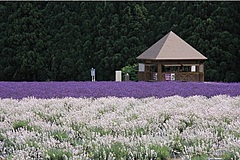 秋田県美郷町で観光乗合タクシーを運行、アプリ予約、事前決済などで、二次交通の課題解決へ