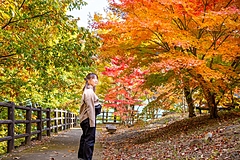 紅葉の見ごろ予想2023、全国的に平年並みの予想、北海道・大雪山旭岳は9月20日頃から