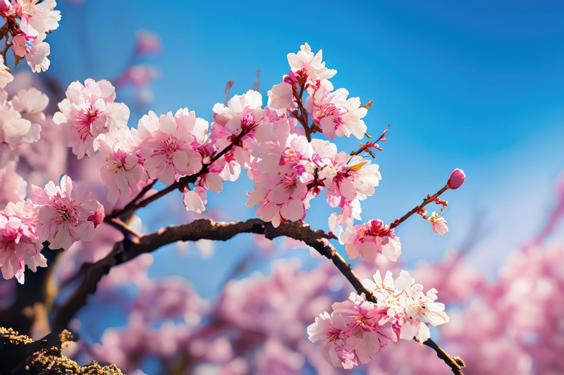 桜の開花予想2025、全国的に例年より早め、東京で3月21日に