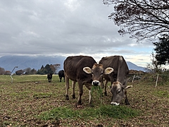 山梨県、県産食材で推進するガストロノミーツーリズム、ジビエ料理や畜産品を観光コンテンツに、その取り組みを取材した