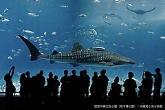 沖縄美ら海水族館、インバウンド向け入場券の販路拡大、リンクティビティと連携で海外旅行会社へ
