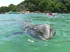 和歌山県太地町、くじらと出会える海水浴場を開催、ハナゴンドウ2頭を間近に観察、捕鯨文化ストーリー活かした体験価値